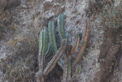 Myrtillocactus geometrizans, photographed by Comisión Estatal de Biodiversidad del Estado de Hidalgo