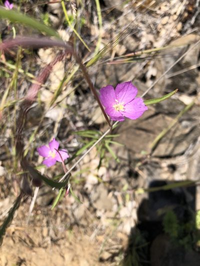 Clarkia gracilis, photographed by Kieran Hanrahan