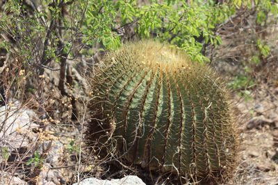 Ferocactus histrix, photographed by Comisión Estatal de Biodiversidad del Estado de Hidalgo