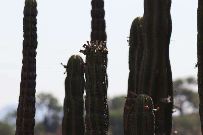 Isolatocereus dumortieri, photographed by Comisión Estatal de Biodiversidad del Estado de Hidalgo