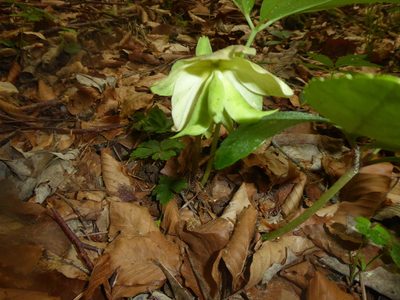 Helleborus niger, photographed by Michael Andresek