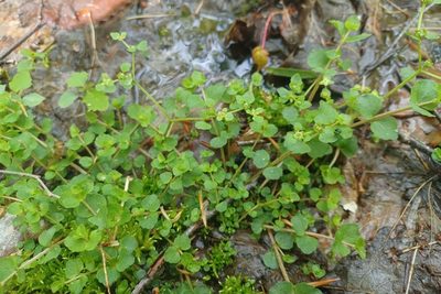 Chrysosplenium americanum, photographed by Quinten Wiegersma