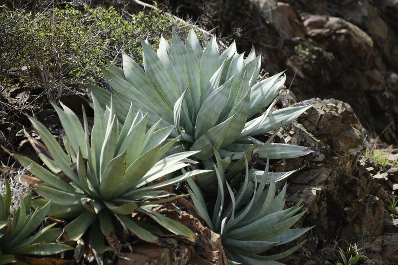 Agave albescens, photographed by Robin White