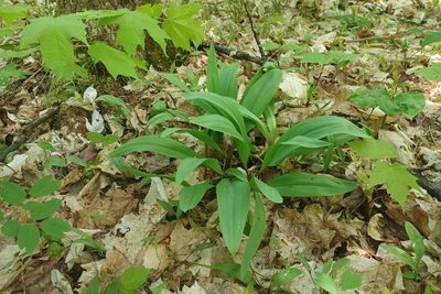 Allium tricoccum, photographed by Quinten Wiegersma