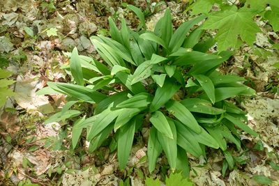 Allium tricoccum, photographed by Quinten Wiegersma