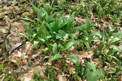 Allium tricoccum, photographed by Quinten Wiegersma