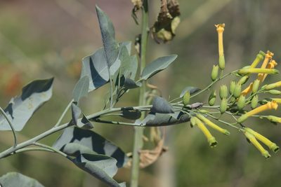 Nicotiana glauca, photographed by Comisión Estatal de Biodiversidad del Estado de Hidalgo