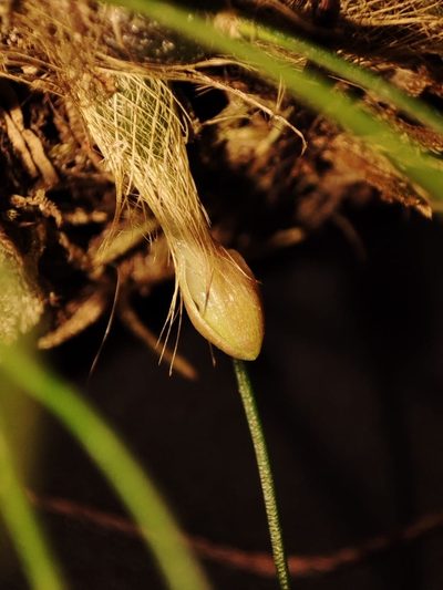 Isabelia virginalis, photographed by Johann Macedo