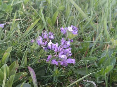 Polygala vulgaris, photographed by Andrés Romero Bravo