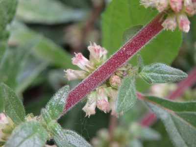 Parietaria judaica, photographed by Carminda Santos