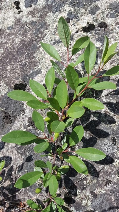 Prunus susquehanae, photographed by Norma Malinowski