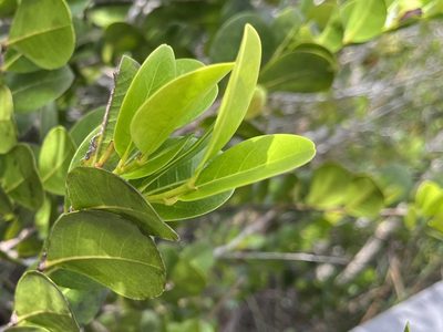 Chrysobalanus icaco