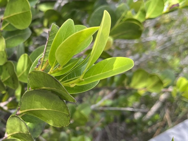 Chrysobalanus icaco, photographed by LBuffum