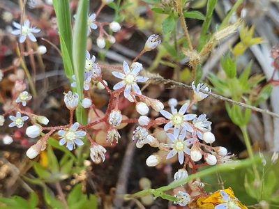 Sedum caeruleum, photographed by Mehdi Chetibi