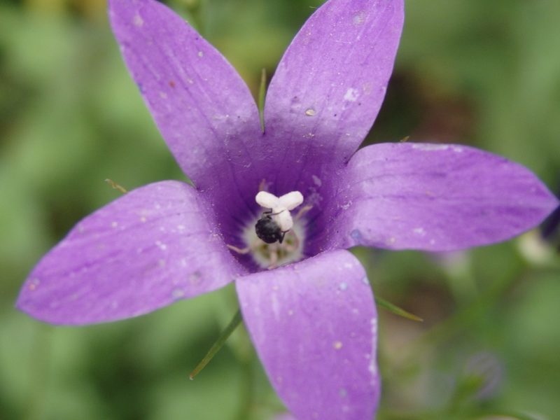 Campanula lusitanica, photographed by Carminda Santos