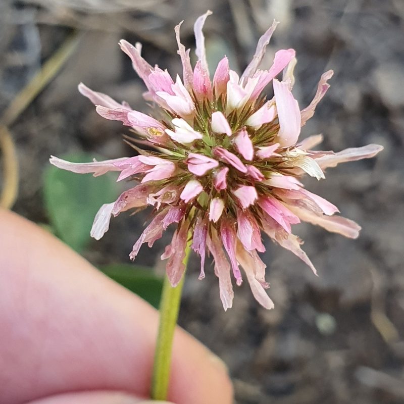 Trifolium isthmocarpum, photographed by Mehdi Chetibi