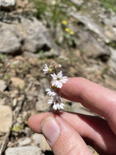 Lithophragma tenellum, photographed by crothfels