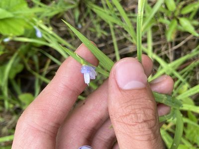 Sisyrinchium angustifolium, photographed by Yann Kemper