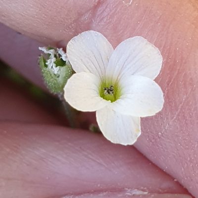Arenaria cerastioides, photographed by Mehdi Chetibi
