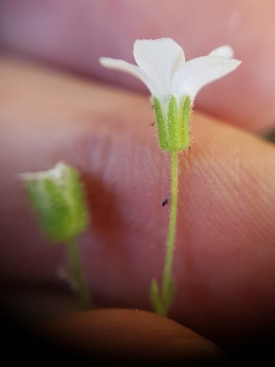 Arenaria cerastioides, photographed by Mehdi Chetibi