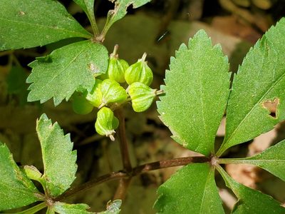 Panax trifolius, photographed by Craig Martin