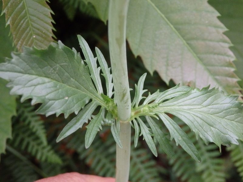 Valeriana calcitrapae, photographed by Carminda Santos