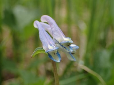 Corydalis pauciflora, photographed by Matt Bowser