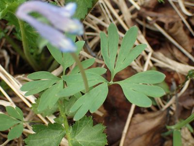 Corydalis pauciflora, photographed by Matt Bowser