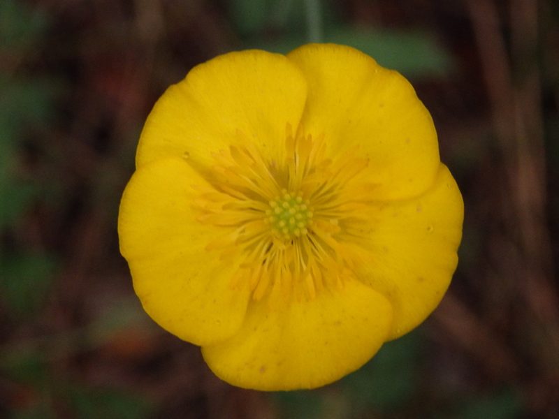 Ranunculus bupleuroides, photographed by Carminda Santos
