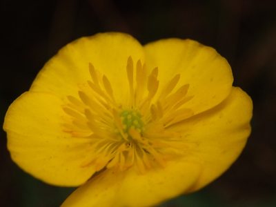 Ranunculus bupleuroides, photographed by Carminda Santos