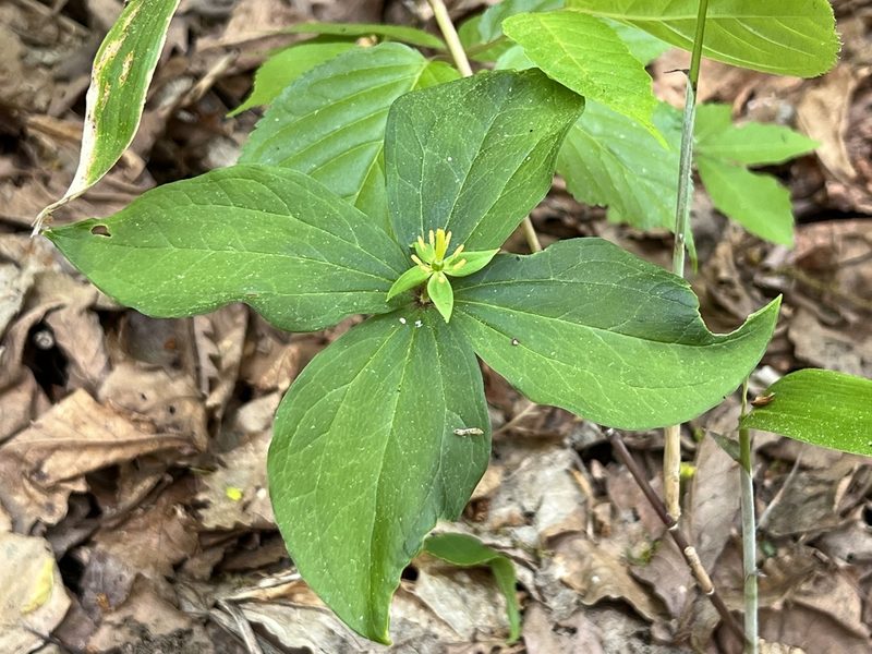 Paris tetraphylla, photographed by ITÔ, Hiroki