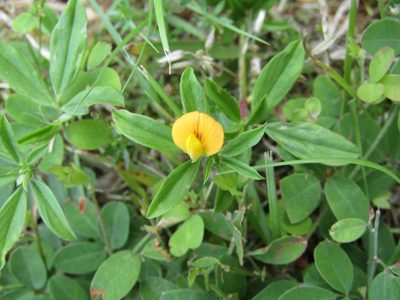 Stylosanthes biflora, photographed by jfox16