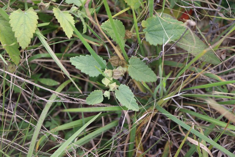 Krapovickasia flavescens, photographed by Florencia Grattarola