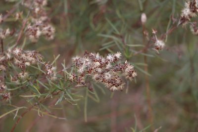 Acanthostyles buniifolius
