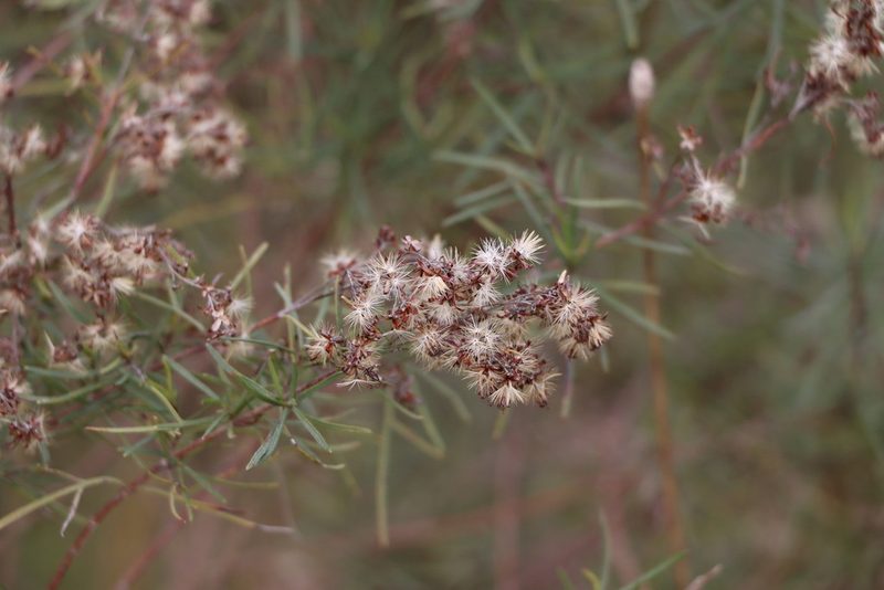 Acanthostyles buniifolius, photographed by Florencia Grattarola