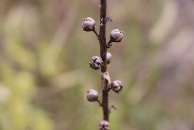 Verbascum virgatum