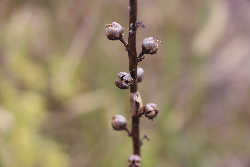 Verbascum virgatum, photographed by Florencia Grattarola