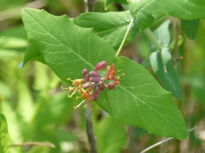 Lonicera dioica, photographed by Bruce Cook