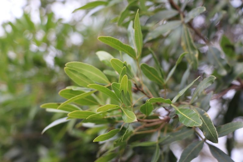 Lithraea molleoides, photographed by Florencia Grattarola