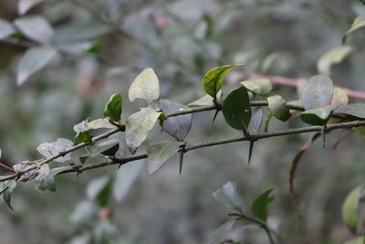 Scutia buxifolia, photographed by Florencia Grattarola