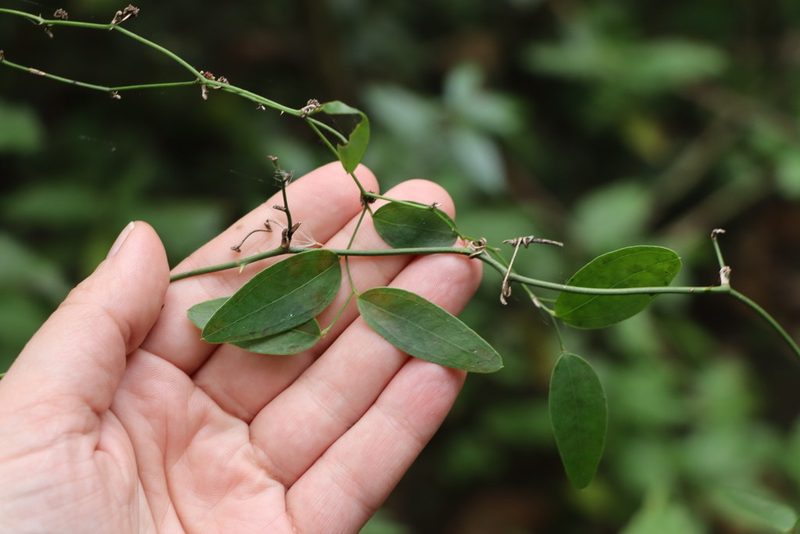 Smilax campestris, photographed by Florencia Grattarola