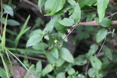 Calyptocarpus brasiliensis