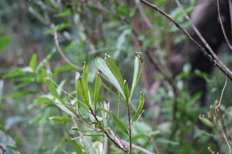 Labatia salicifolia, photographed by Florencia Grattarola