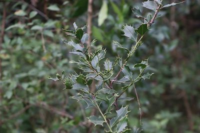 Maytenus ilicifolia, photographed by Florencia Grattarola
