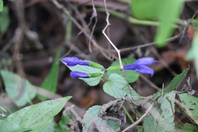 Salvia guaranitica, photographed by Florencia Grattarola