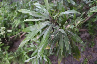 Labatia salicifolia, photographed by Florencia Grattarola