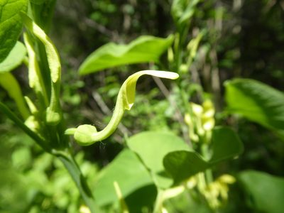 Aristolochia clematitis, photographed by Michael Andresek
