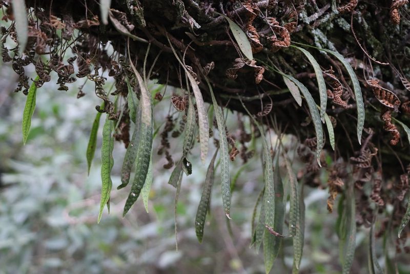 Microgramma squamulosa, photographed by Florencia Grattarola