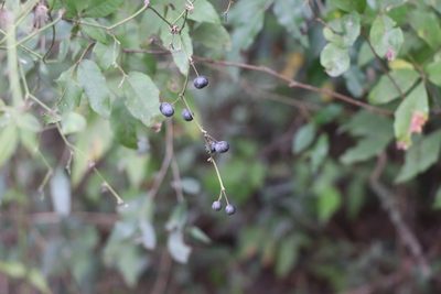Smilax campestris, photographed by Florencia Grattarola