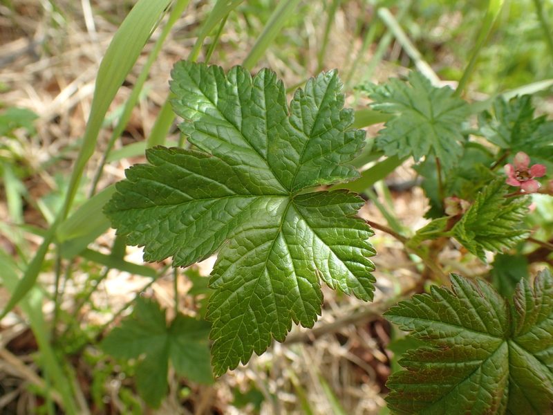 Ribes laxiflorum, photographed by Matt Bowser